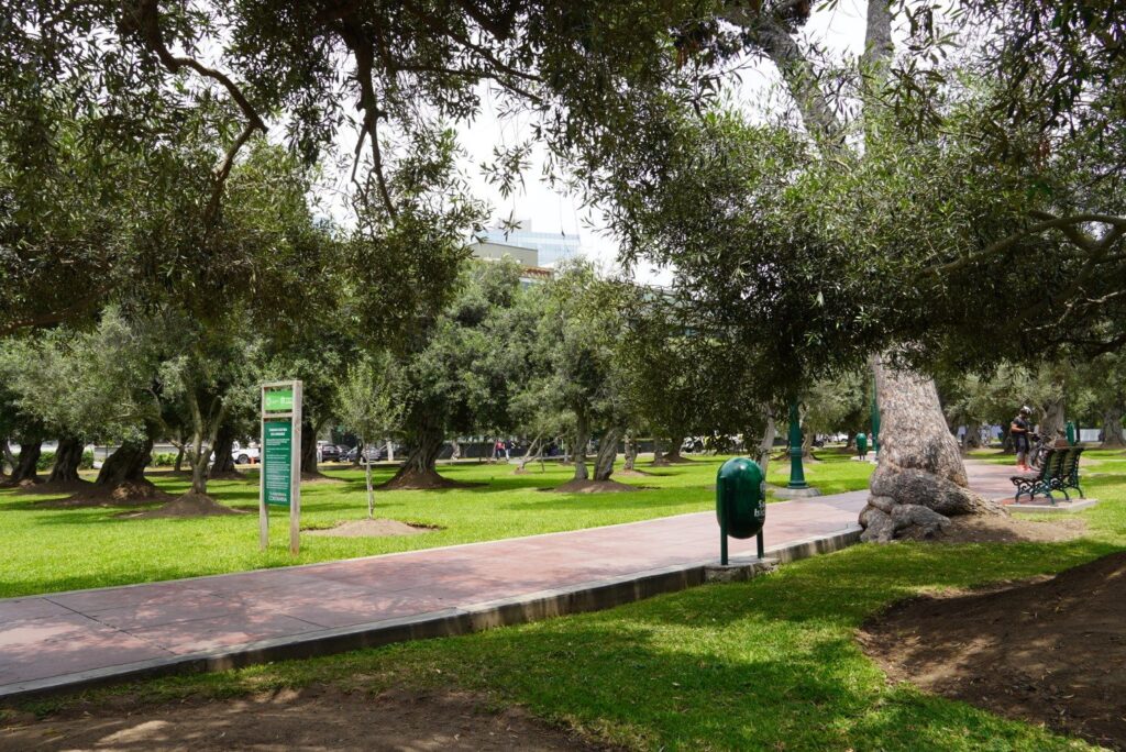 Footpath under gnarled olive trees on the lawns of the Bosque El Olivar in San Isidro, Lima
