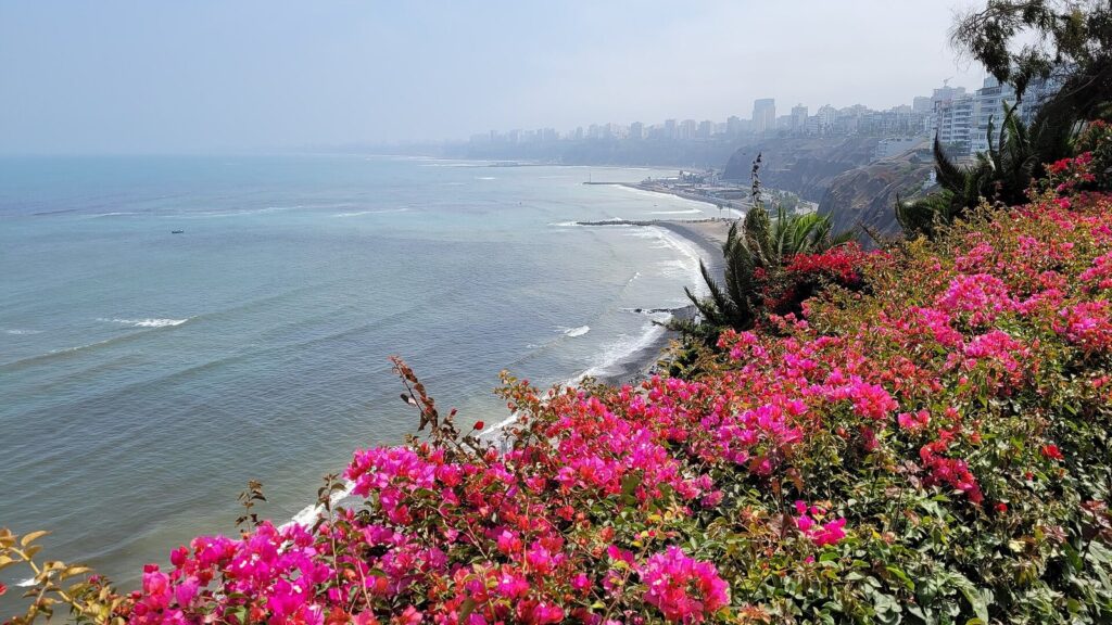 Pink bougainvillea on the clifftop above the Costa Verde in Barranco, Lima, looking north along the curving shoreline to the Miraflores towers