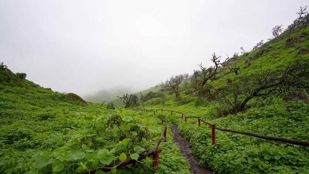 Green winter vegetation and a fenced trail in the Lomas de Lachay reserve north of Lima under low mist