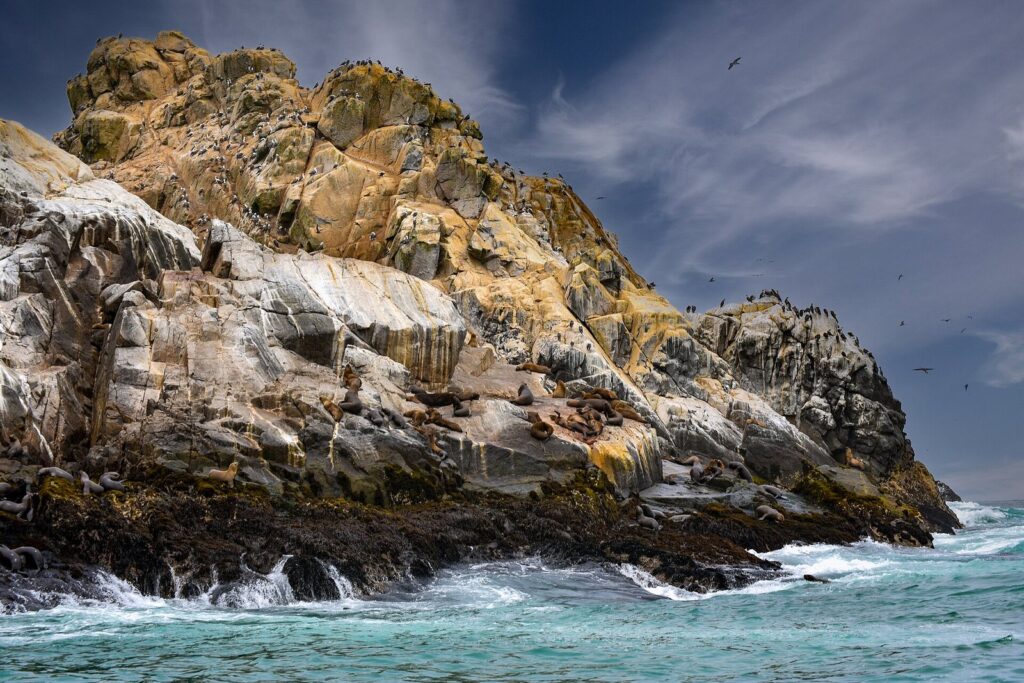 Sea lions resting on the lower ledges of a guano-streaked rock in the Palomino Islands off Callao, Peru