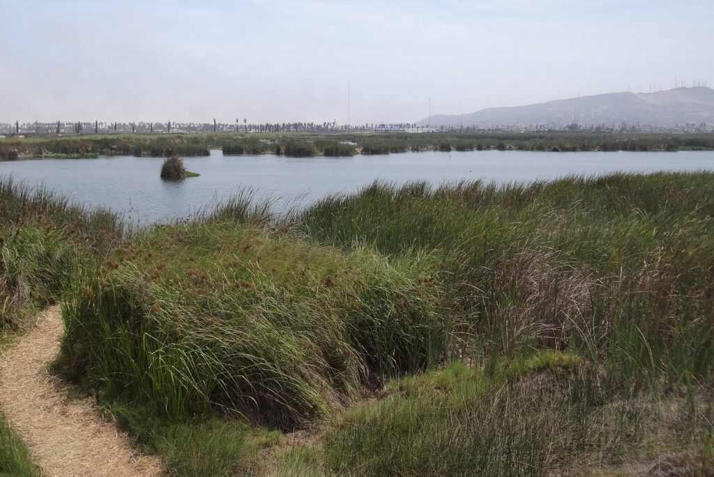 Reeds and grasses around the main lagoon of the Pantanos de Villa wildlife refuge in Chorrillos, Lima, with hills in the distance