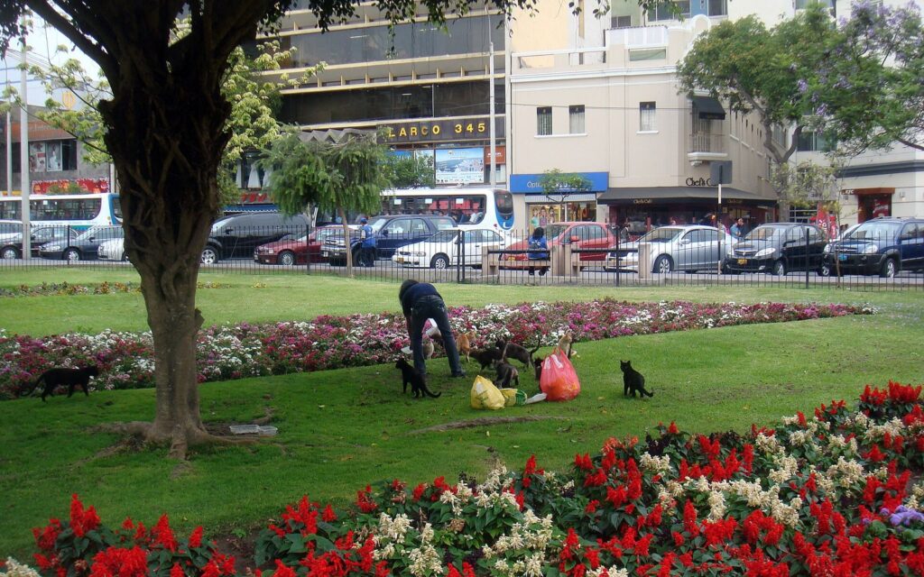 Cats on a lawn among red and white flower beds in Parque Kennedy, Miraflores, with a person feeding them and shops behind